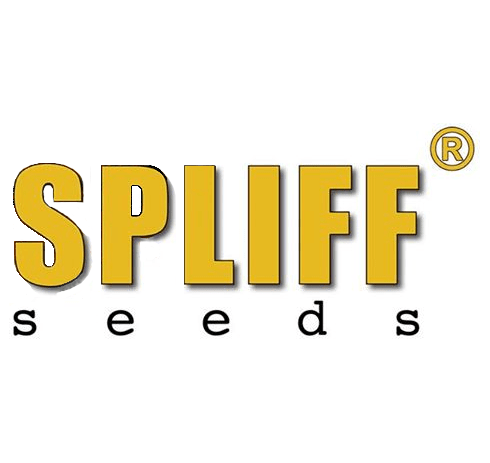 spliff seeds